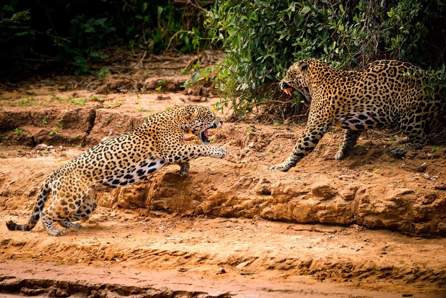 In pictures Mating Jaguars have a lovers' tiff in Brazil Daily Record